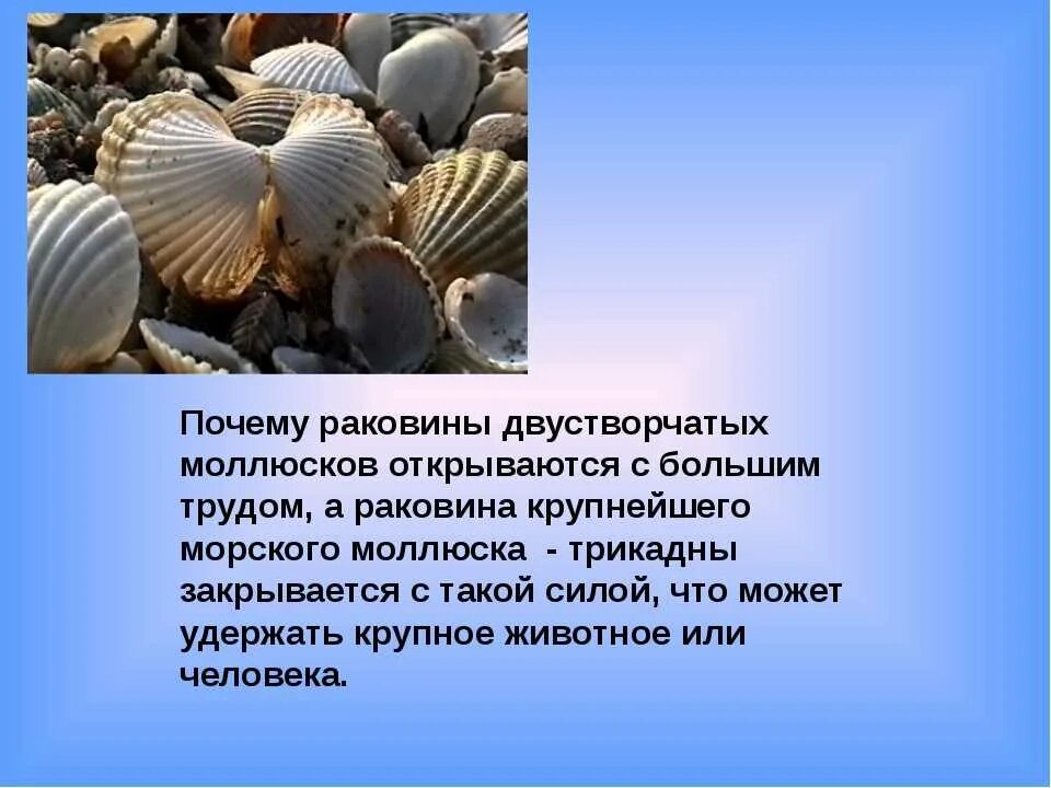 Из чего образуется раковина моллюсков биология 7 класс. Раковина двустворчатого моллюска. Двустворчатые моллюски без раковины. Информация о ракушках. Как образуются ракушки