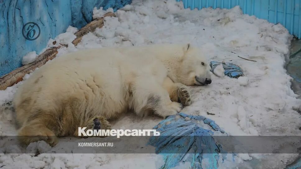 Екатеринбург зоопарк белый медведь Умка. В зоопарке Екатеринбурга Умка скончался белый медведь. Белый медведь в зоопарке Екатеринбурга. Белый мишка в зоопарке Екатеринбурга. Почему медведи умирают