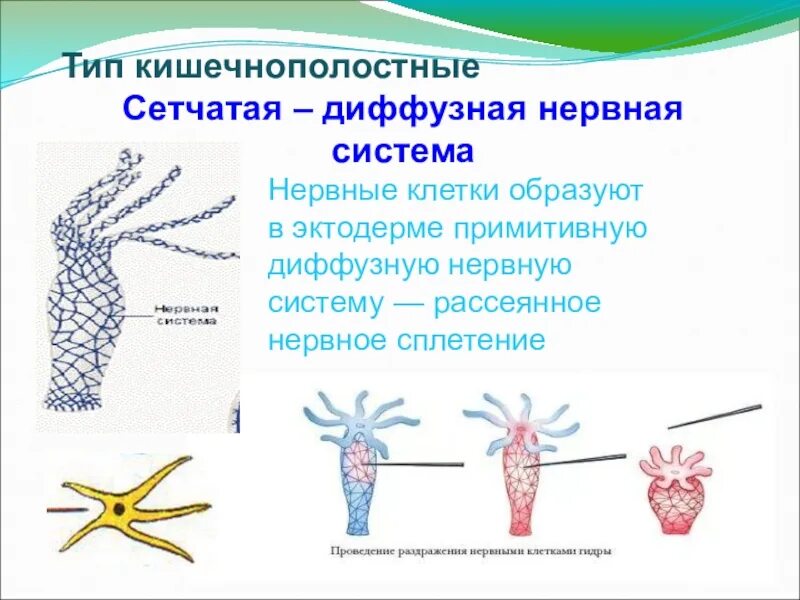 Диффузная нервная система. Диффузный Тип нервной клетки. Диффузная нервная система кишечнополостных. Нервная система диффузного типа.