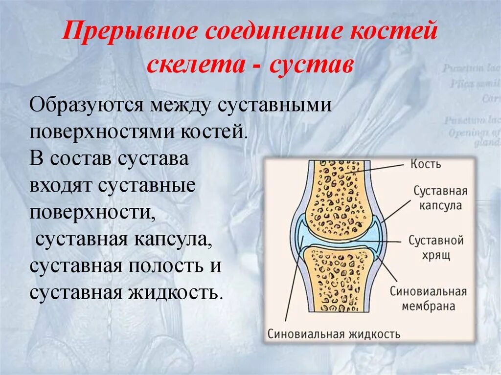 Соединение костей прерывные соединения - суставы. Строение прерывных соединений костей. Прерывные подвижные соединения костей называются. Соединение костей человека непрерывные прерывные.