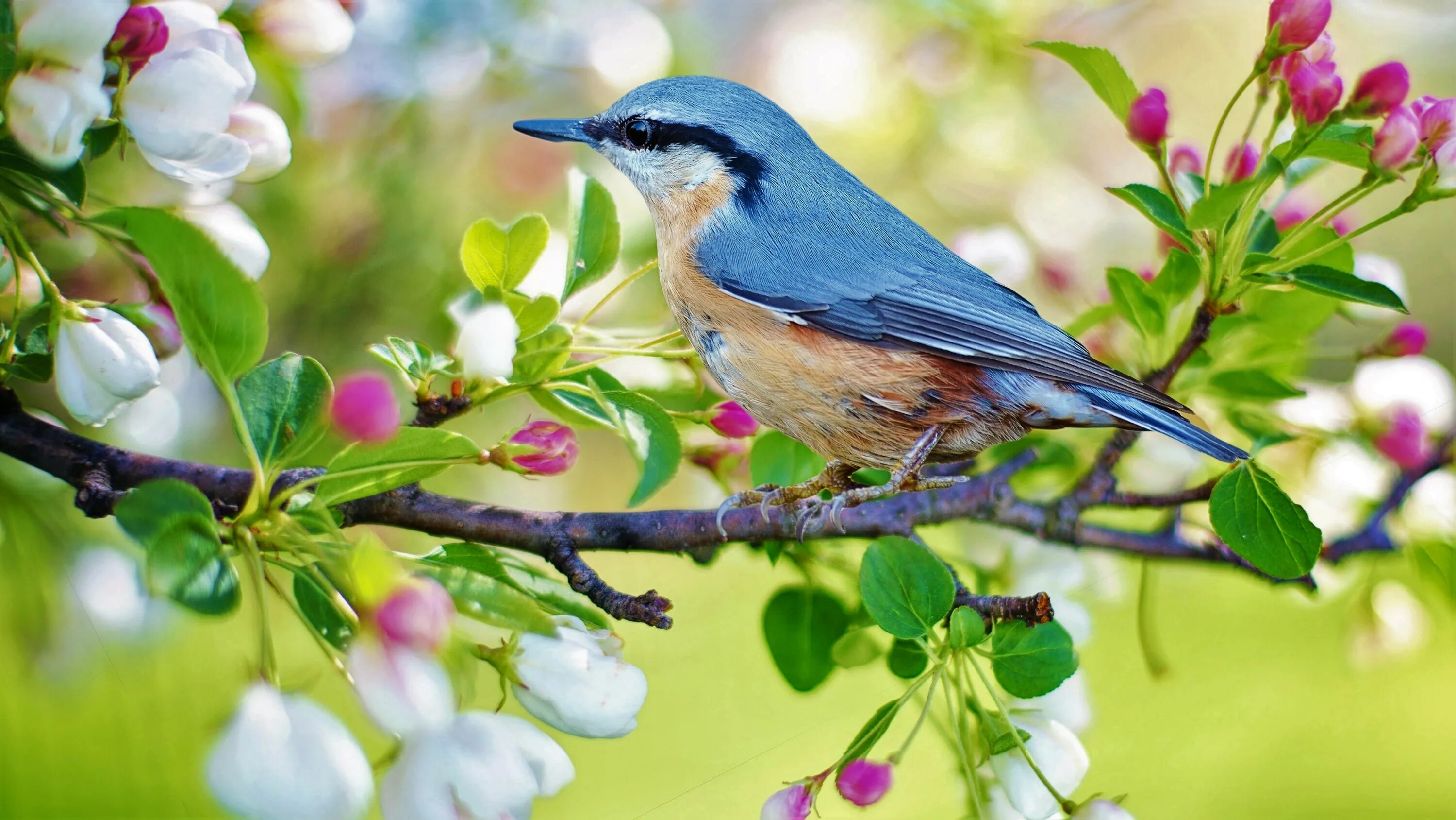 May birds. Красивые птички. Весенние птички. Птичка на ветке.