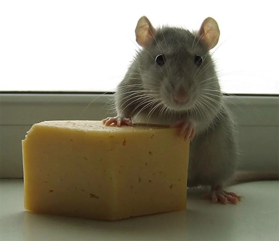 Мышь. Крыска с сыром. Кусочек сыра для мышки. Мышка с сыром. Про мышей и сыр