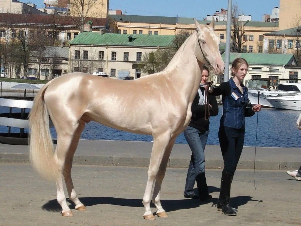 Ахалтекинская Изабелловая. Изабелловая Ахалтекинская лошадь. Лошади ахалтекинской породы изабелловой. Изабелловая масть лошади. Порода самой дорогой лошади