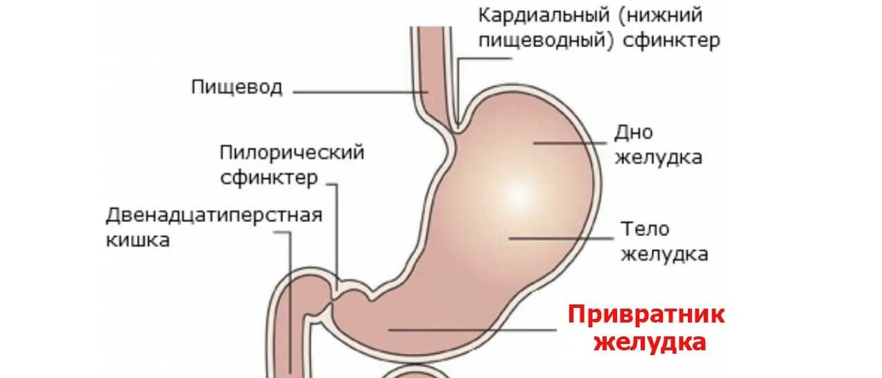 Кардия не смыкается что это значит. Строение желудка привратник. Кардиальный сфинктер ж. Язвенная болезнь стеноз привратника. Сфинктер и Кардия в желудке.