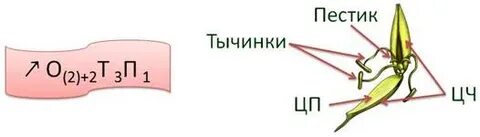 Семейство злаки формула цветка