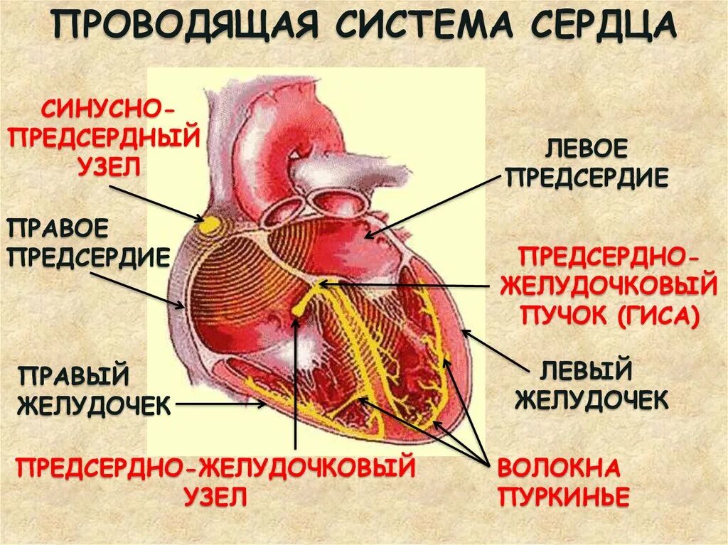 Тракты сердца. Синусно-предсердный узел проводящей системы сердца. синусно-предсердный узел проводящей системы сердца расположен. синусно-предсердный (синусный) узел. сердце синусовый узел предсердно.
