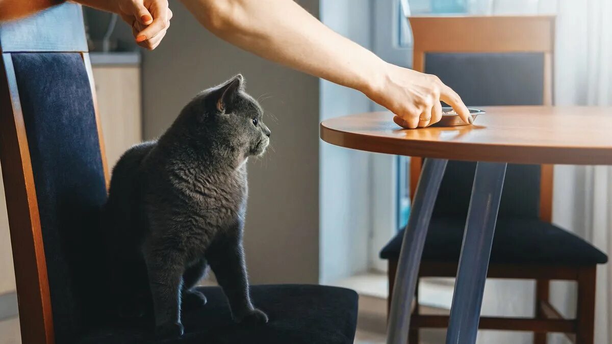 Кошка сидит в комнате. Кошка сидит за столом коричневым. женщина показывает рукой на кота сидящим за столом.