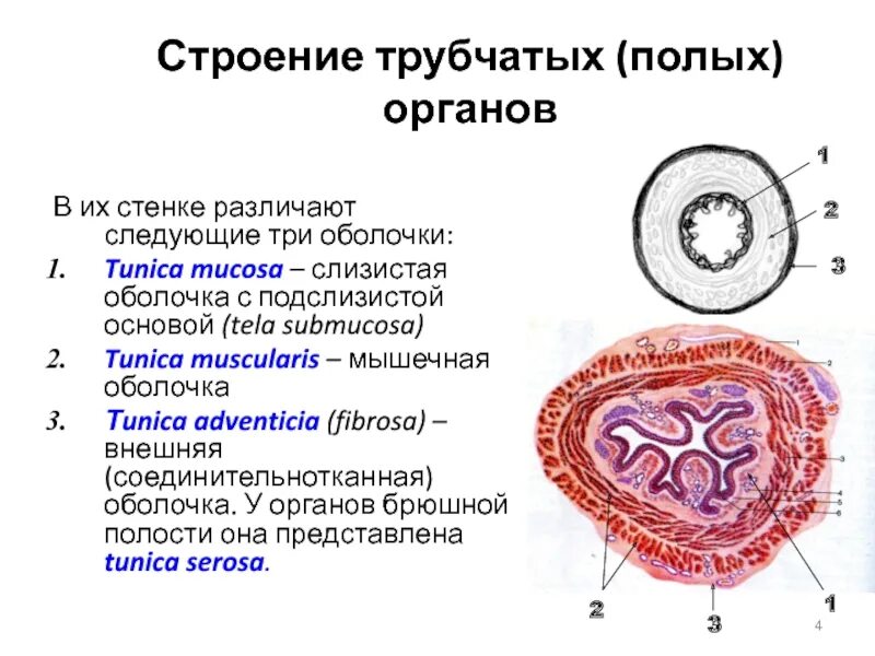 Трубчатый орган 5. Общий план строения трубчатых и паренхиматозных органов. Строение стенки трубчатого органа. Строение стенки паренхиматозного органа. Полые трубчатые органы.