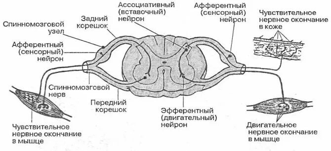 Спинномозговой чувствительный узел