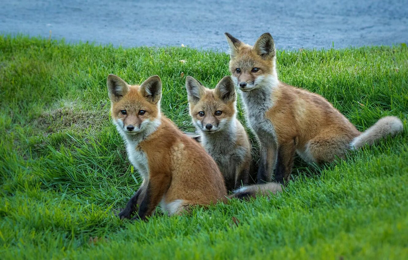 Many fox. Три лисы. Лиса с лисятами. Милые лисята. Маленький Лисенок.