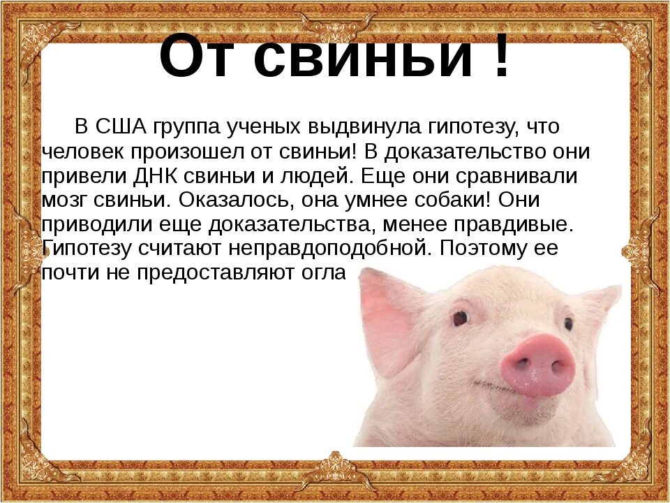 Просто свинка. Свиньи. Факты о свиньях. Свиноматка с поросятами.
