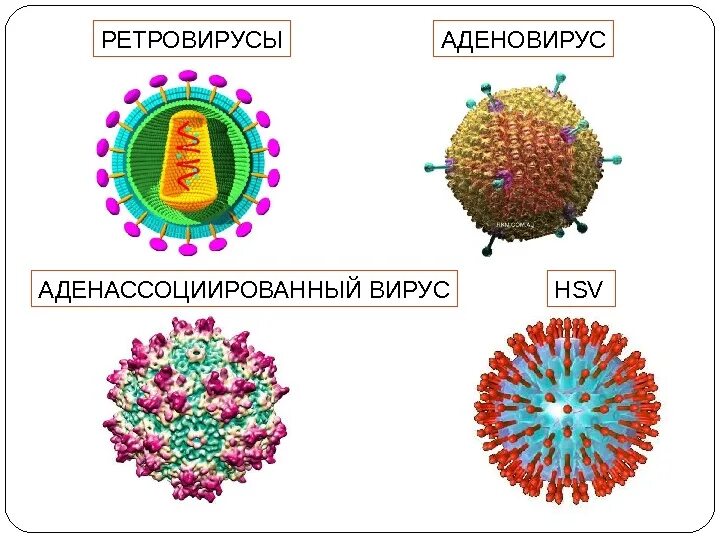 Вирусы семейства Retroviridae. Ретровириды ВИЧ структура. РНК вирусы ретровирусы. Ретровирусы строение генома.