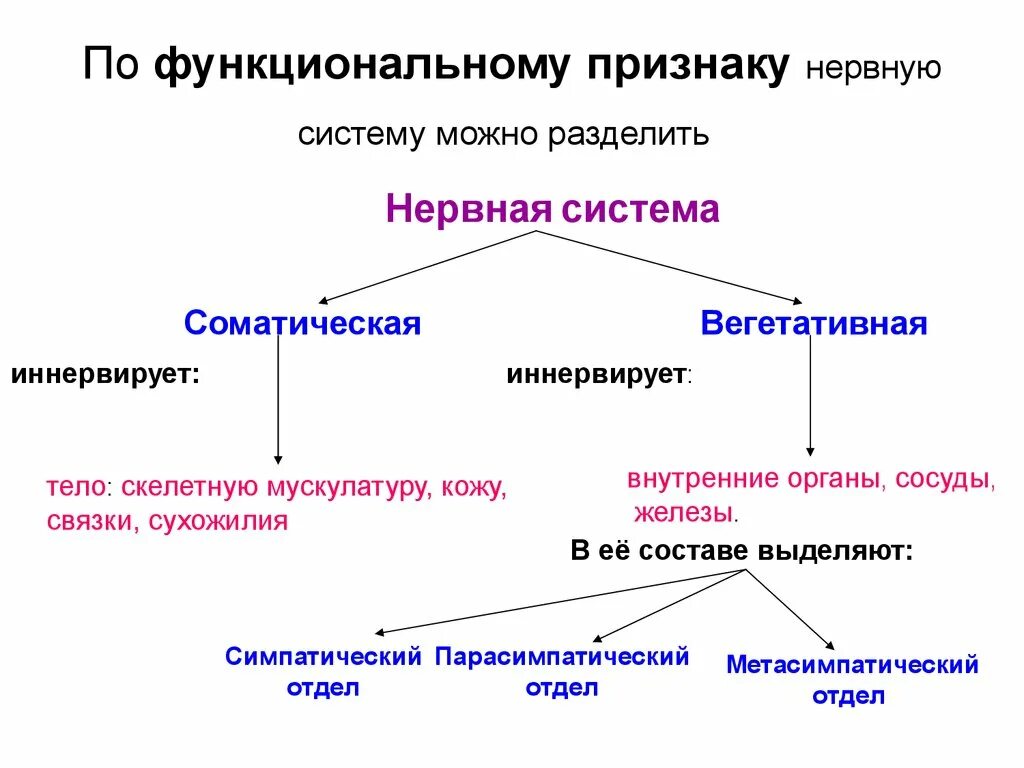 По каким принципам классифицируют отделы нервной. Функциональная классификация отделов нервной системы. Деление нервной системы по функциональному признаку. Классификация нервной системы по функциям. По функциям нервная система делится на.