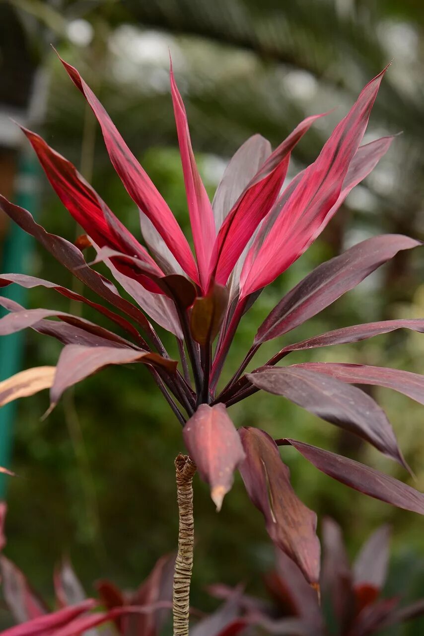 Red plant. Кордилина красная. Кордилина верхушечная. Пальма Кордилина. Юкка краснолистная.