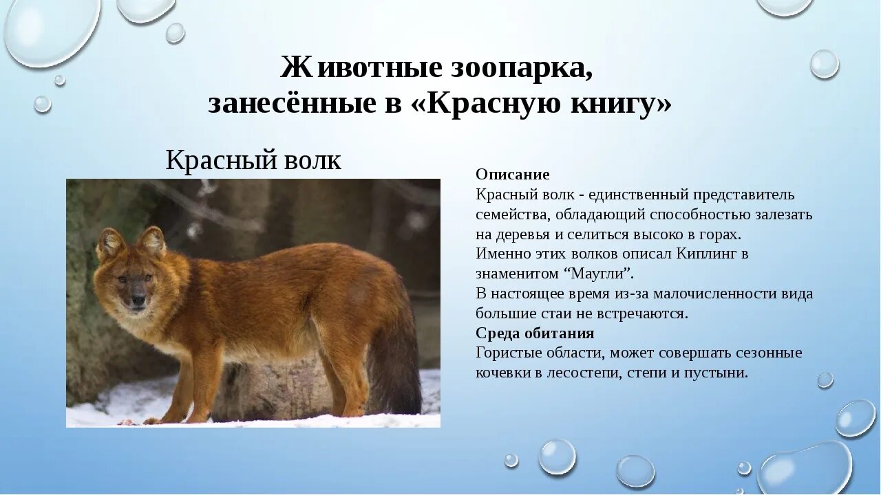 Какие животные обитают в твоей местности. Животные пермского края занесенные в красную книгу.