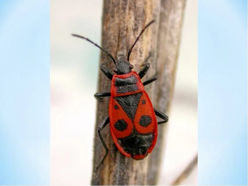 Клоп-солдатик – Pyrrhocoris apterus. Жук клоп солдатик коричневый. Клоп солдатик Имаго. Клоп солдатик строение. Клоп солдатик описание