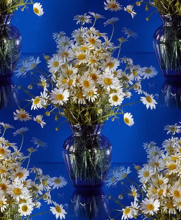 ромашка с пожеланиями. добрый вечер смромашками. добрый вечер ромашки. открытки добрый вечер с ромашками. добрый вечер смромашками.