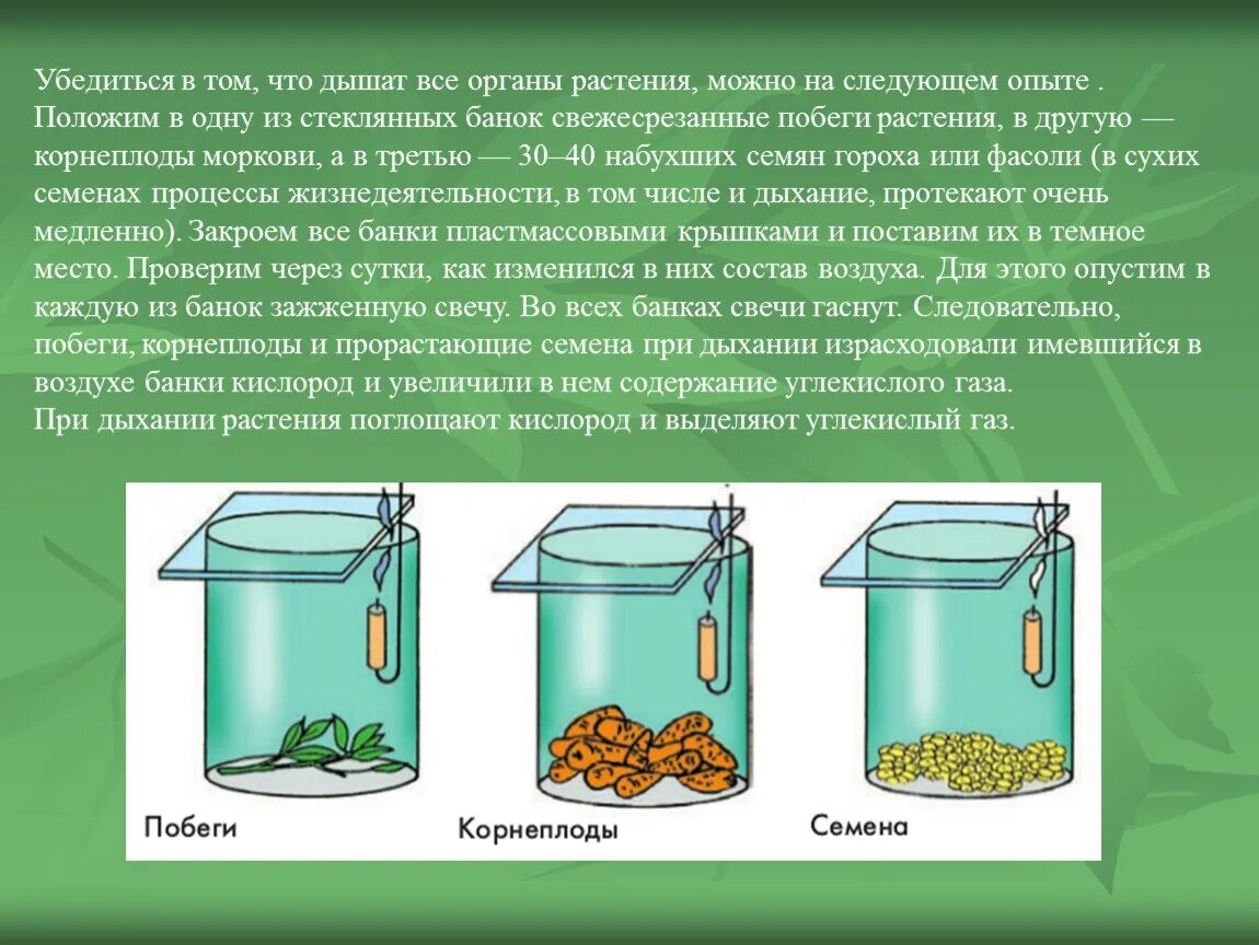 Дышат ли семена. Опыт дыхание растений. Опыт доказывающий дыхание растений. Опыт доказывающий дыхание растений 6 класс. Опыт по биологии 6 класс дыхание растений.