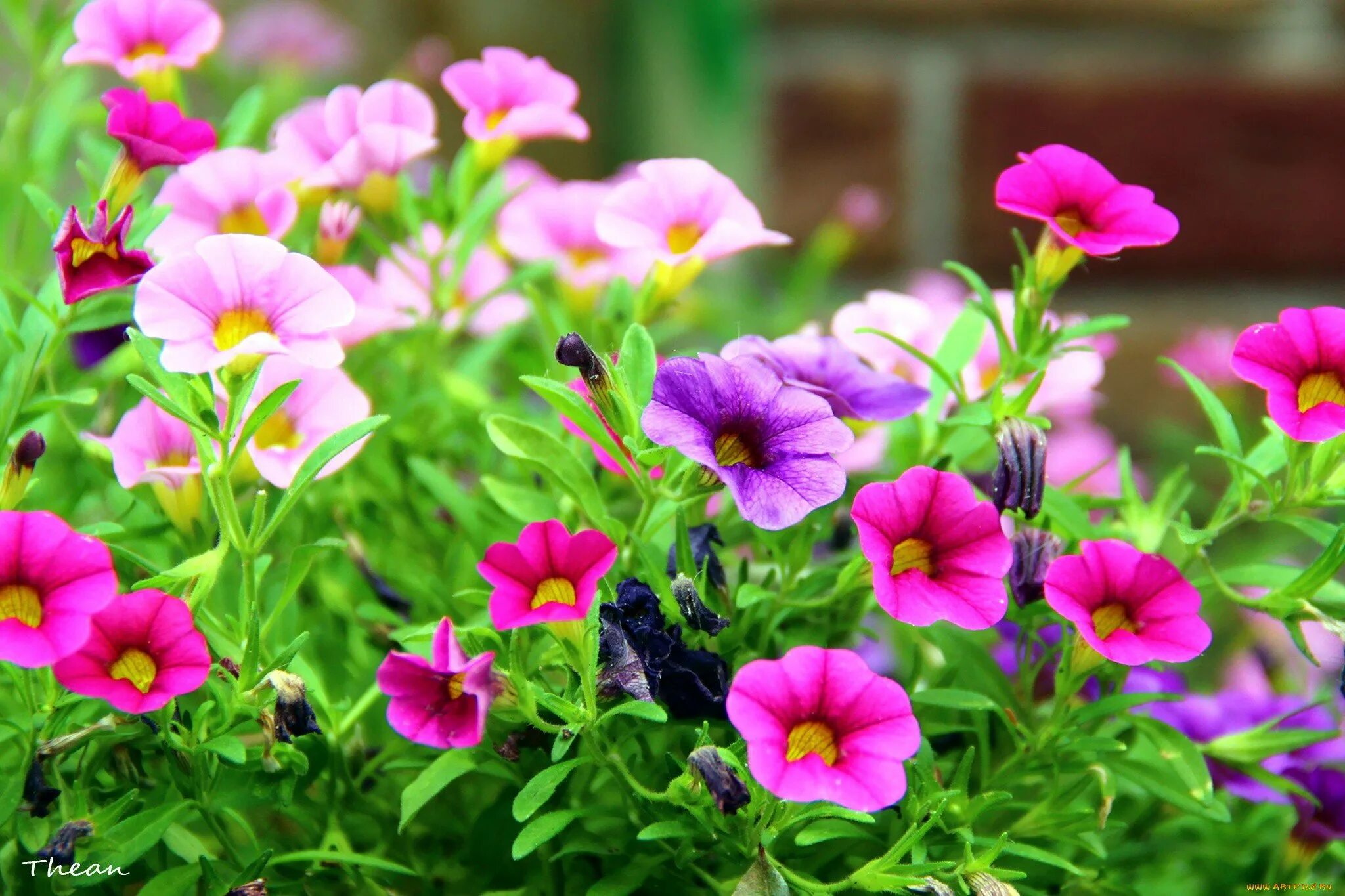 Sweet bells. Калибрахоа. Петуния калибрахоа. Калибрахоа Пинк Бласт. Калибрахоа (Calibrachoa).