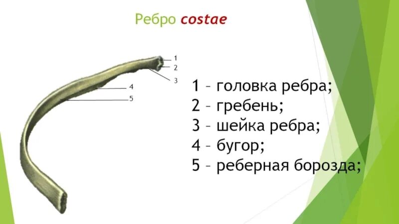 Строение ребра анатомия. Ребра животных анатомия. Строение ребра у животных. Детали строения костного ребра.