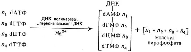 Биосинтез днк реакция. Суммарная реакция синтеза ДНК. Валовая реакция синтеза ДНК. Суммарная реакция синтеза РНК. Суммарное уравнение репликации ДНК.