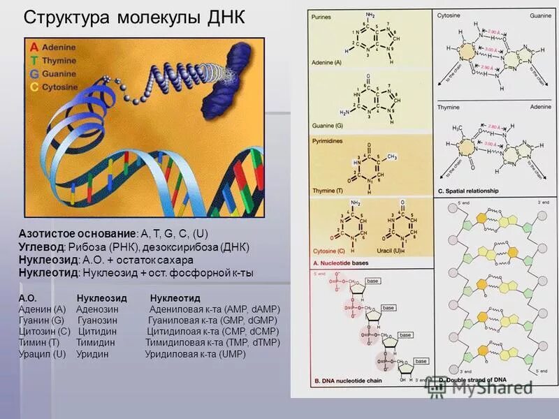 Первичная и вторичная структура днк. Первичная структура днк схематично. Первичной структуры молекулы днк. Строение первичной структуры днк. Первичная структура днк формула биохимия.