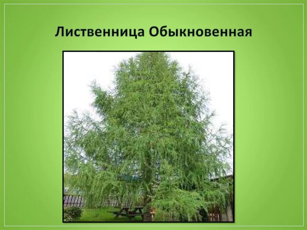 Лиственница обыкновенная царство. Лиственница лиственница обыкновенная. Лиственница сибирская систематика. Презентация на тему лиственница. Размеры лиственницы обыкновенной.