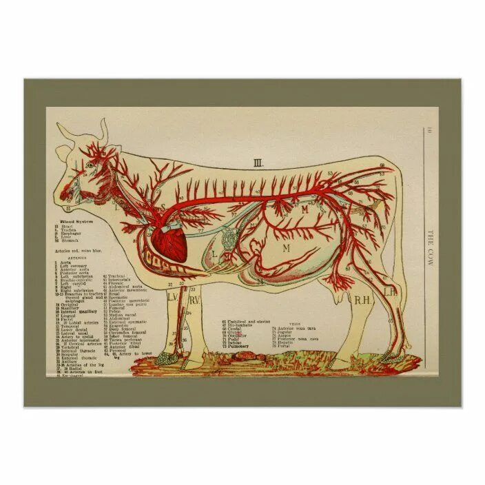 Кровеносная система коровы анатомия. Нервная система КРС анатомия. Сосудистая система крупного рогатого скота. Кровеносная система анатомия КРС. Артерии и вены животных