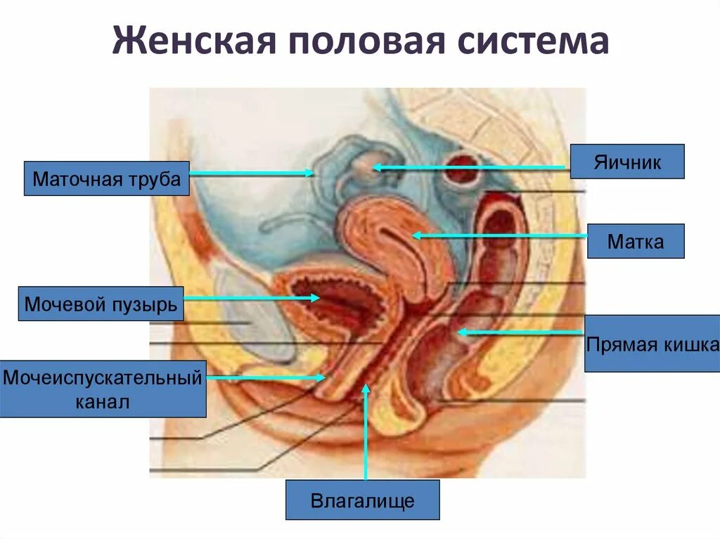 Женская половая система. Женская половая система анатомия. Женские половые органы мочевой пузырь. Строение женской мочеполовой системы. Женские половые органы трубы