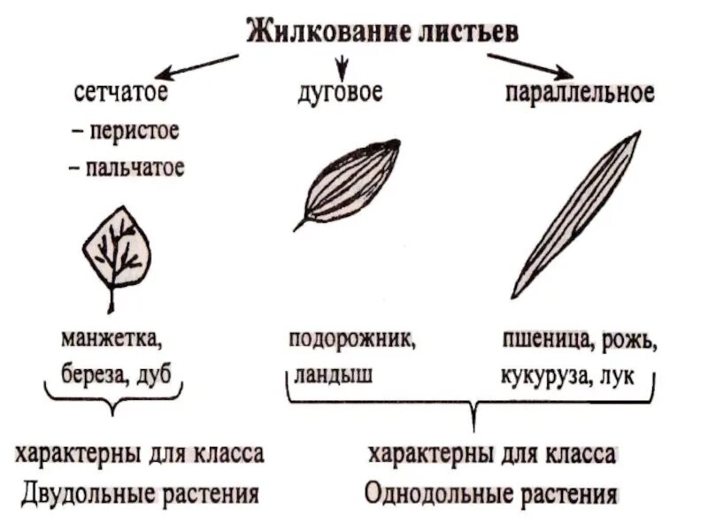 Параллельное 2 дуговидное 3 пальчатое 4 перистое. Строение листа Тип жилкования. Типы жилкования листьев 6 класс биология. Типы жилкования листьев таблица. Внешнее строение листовой пластинки.