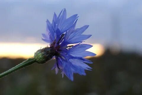 Живи василек