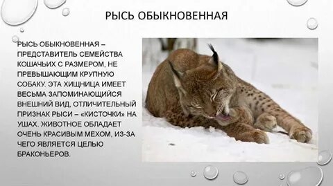 Рысь занесена в красную книгу или нет