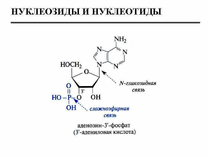 Буквы нуклеотидов. Отличие нуклеотида от нуклеозида. Строение нуклеозидов и нуклеотидов. Строение нуклеозидов. Нуклеотиды биохимия.