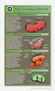 Немембранные органоиды клетки конспект 10 класс