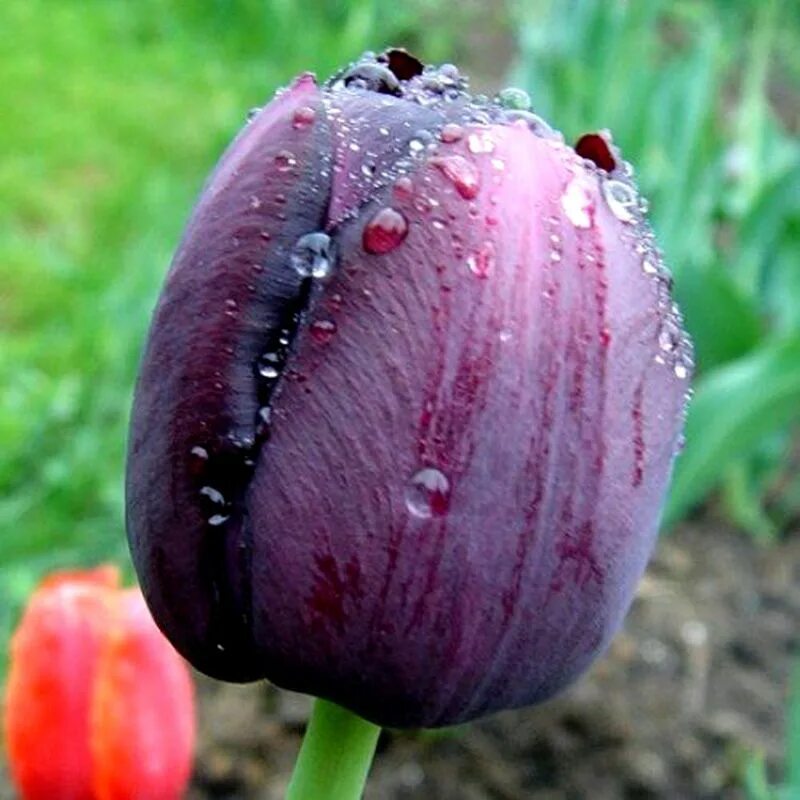 Квин оф найт. Тюльпан куин оф найт. тюльпан квин оф. тюльпан holland queen. queen of night тюльпан.