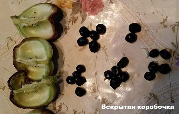 Рассада кореопсиса: как и когда сажать семена, как вырастить крепкие сеянцы