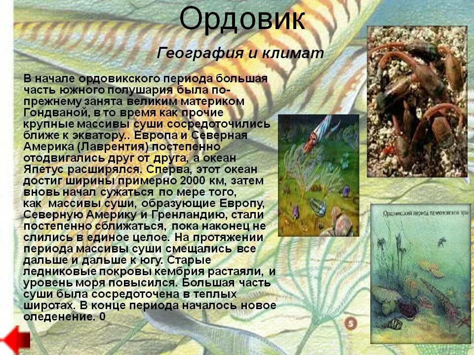 Палеозой эра кембрий. Кембрийский ордовикский силурийский. Ордовик период растения. Ордовикский период растительный и животный мир. Ордовик период растения.