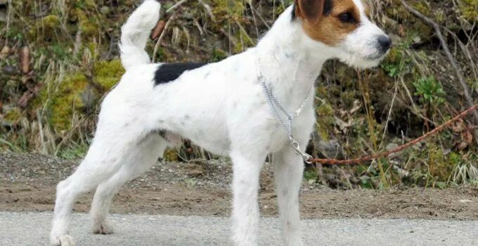 Джек рассел терьер брокен щенки фото Lo, Tosnensky r-n . https:///anet_michailova The dog disappeare