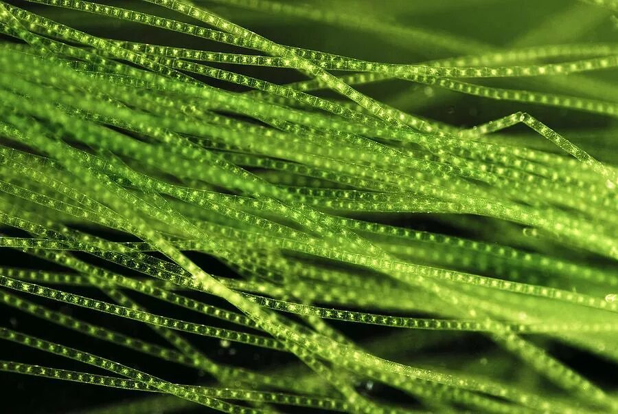Зеленые водоросли спирогира. Нитчатая водоросль спирогира. Спирогира зеленая нитчатая водоросль.