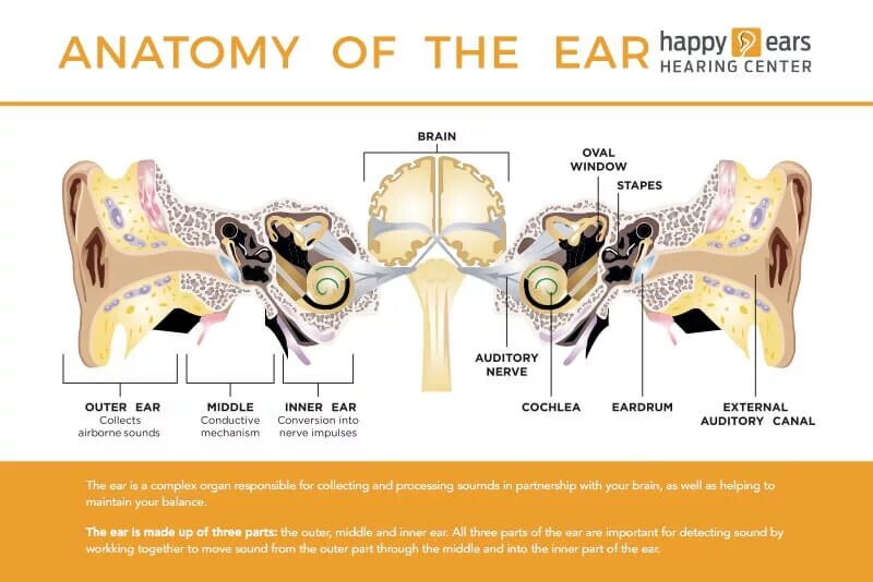 Мирингосклероз лечение. Auditory startle Test Mice. Hear system