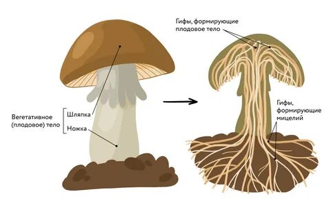 Схема гриба