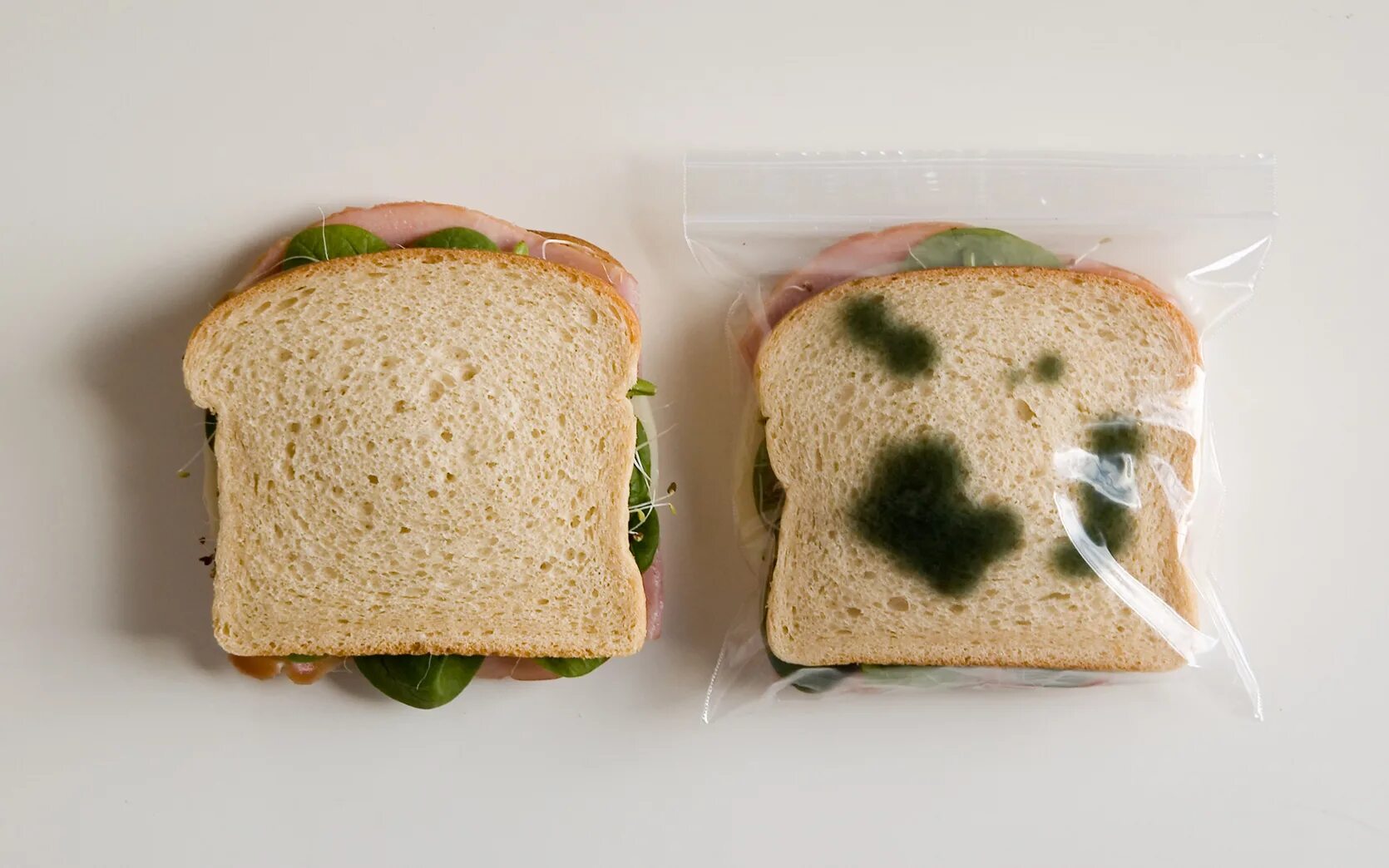 Свежая плесень. Пакет с плесенью для бутербродов. Пакеты для сэндвичей и бутербродов. Пакетики с плесенью для бутербродов. Плесень на продуктах.