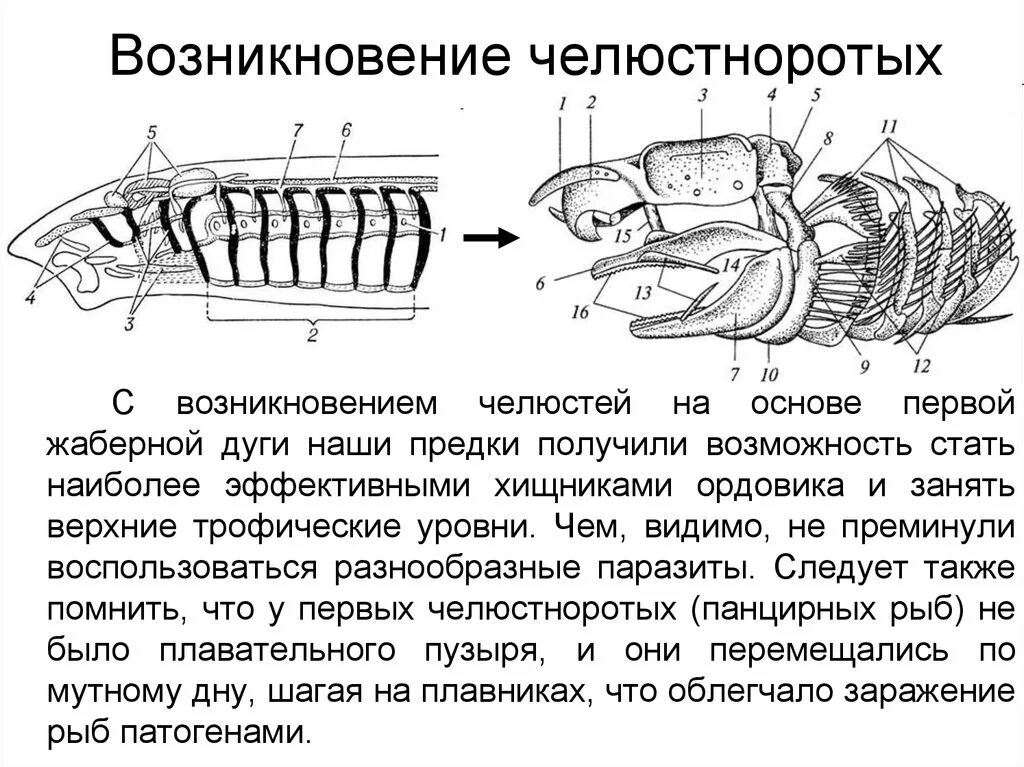 Появление челюстноротых. Челюстноротых позвоночных животных. Челюстноротые и бесчелюстные. Появление челюстей у позвоночных