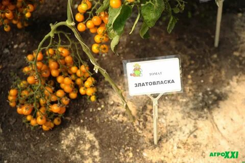 Томат златовласка