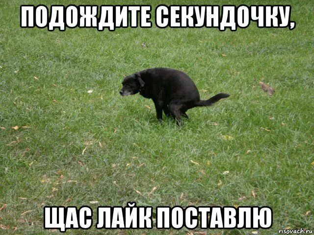 Щас е. Сейчас лайк поставлю. щас лайк поставлю собака. подожди щас лайк поставлю. сейчас лайк поставлю собака.
