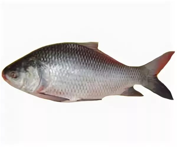 Молли баллон (моллинезии). Oreochromis niloticus рыба. Katol png. Размножение рыб фото. Петушок вуалехвост.