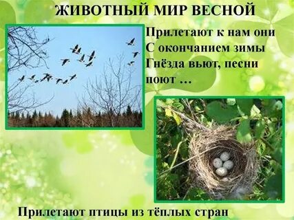 Растения и животные весной перелетные птицы весной