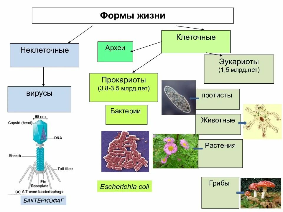 Клеточные формы жизни бактерии схема. Клетки прокариот и эукариот схема. Клеточные и неклеточные формы жизни. Неклеточные организмы бактерии грибы вирусы растения. Простейшие примеры биология