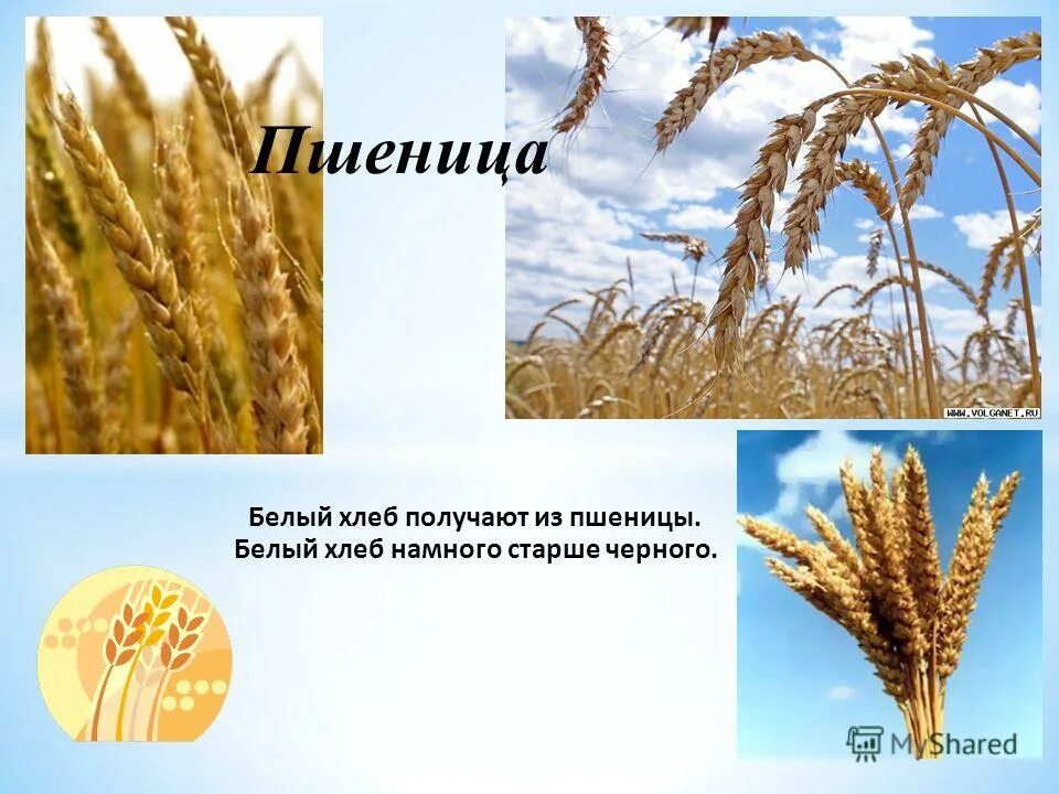 Как называется растение из которого делают хлеб. Хлеб из пшеницы и ржи. История хлеба. Рассказ о хлебе. Сорта муки.