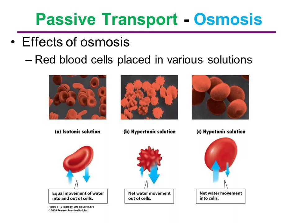 Эритроциты. Osmosis and Red Blood Cells. Лейкозы Osmosis. Осмос эритроцитов.